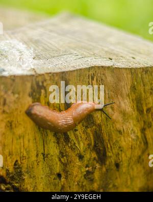 Schnecke, die auf einem umgestürzten Baumstumpf läuft. Hochwertige Fotos Stockfoto