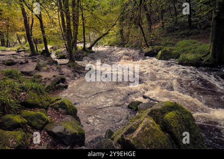 Golitha Falls. Der Fluss Fowey fließt durch den alten Wald von Draynes Wood am Bodmin Moor in Cornwall in Großbritannien. Stockfoto