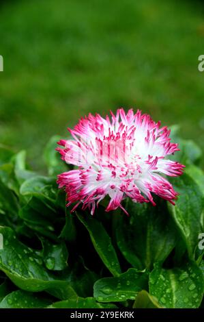 Einzelne rote und weiße Bellis Perennis „Habanera Rose“ Blume in einem englischen Country Garden, Lancashire, England, Vereinigtes Königreich Stockfoto