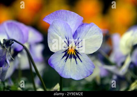 Mauve/Lilac Viola Cornuta Penny „Rocky Purple Picotee“ Stiefelblume in einem englischen Country Garden, Lancashire, England, Großbritannien Stockfoto