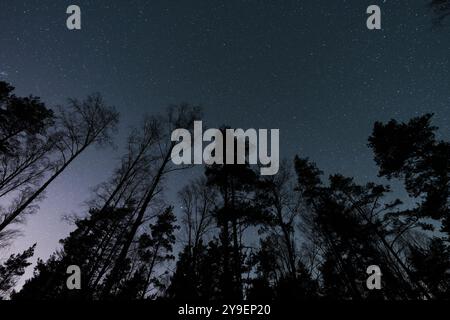 Herbstwald, Bäume ohne Blätter vor dem Hintergrund eines klaren Sternenhimmels, Estnische Natur. Stockfoto