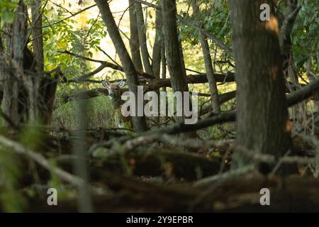 Ein Hirschbock ist in einem bewaldeten Gebiet in New Jersey voller toter Bäume und Äste getarnt Stockfoto