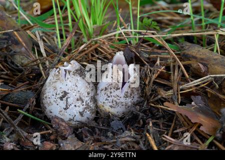 Sarcosphaera-Coronaria-Pilz in den Nadeln. Bekannt als rosa Krone. Giftige Purpurpilze im Kiefernwald. Stockfoto