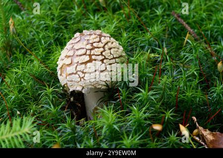 Amanita regalis Pilz im Moos. Bekannt als Königliche Fliegenpilze oder König von Schweden Amanita. Wilder Giftpilz im Fichtenwald. Stockfoto