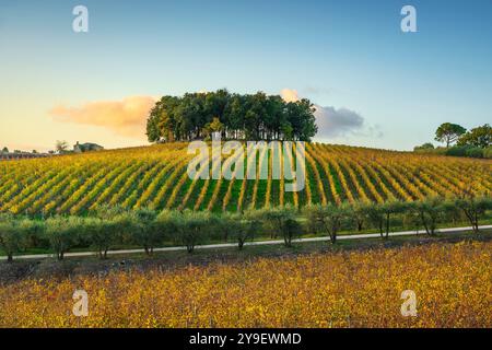 Baumgruppe auf einem Hügel über einem Weinberg und Olivenbäumen. Landschaft im Chianti-Gebiet bei Sonnenuntergang im Herbst. Pievasciata, Castelnuovo Berardenga, Tusca Stockfoto