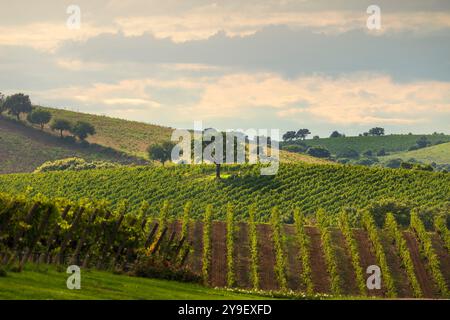 Landschaft der Weinberge Morellino di Scansano und eines Baumes im Herbst. Maremma, Provinz Grosseto, Toskana, Italien Stockfoto