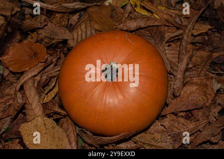 Blick von oben auf den großen orangefarbenen Kürbis auf Laubboden mit Kopierraum, Herbsttapete, Thanksgiving, Herbsternte Stockfoto