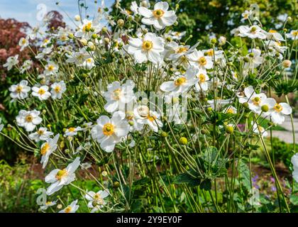 Weiße Blumen in der Hauptstadt des Bundesstaates Washington in Olympia. Stockfoto