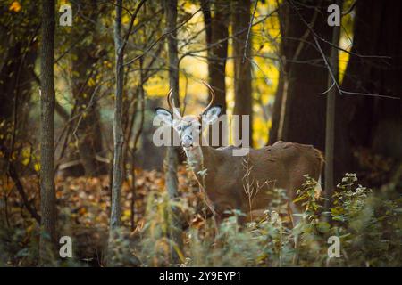 Im Herbst steht ein Hirschbock mitten in einem Wald von New Jersey Stockfoto