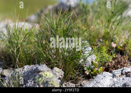 Juncus trifidus - ist eine blühende Pflanze aus der Familie der Juncaceae. Juncus trifidus ist eine einzigartige Pflanze des Karpaten-Hochlands. Stockfoto