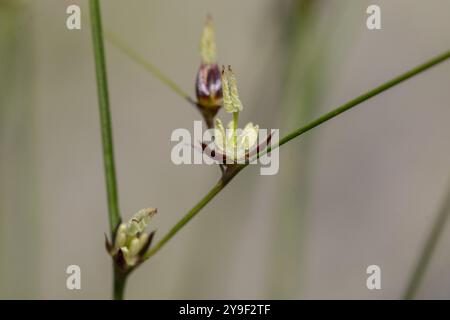 Juncus trifidus - ist eine blühende Pflanze aus der Familie der Juncaceae. Juncus trifidus ist eine einzigartige Pflanze des Karpaten-Hochlands. Stockfoto