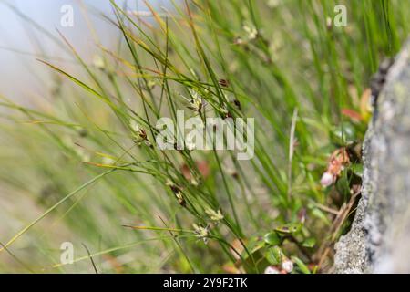 Juncus trifidus - ist eine blühende Pflanze aus der Familie der Juncaceae. Juncus trifidus ist eine einzigartige Pflanze des Karpaten-Hochlands. Stockfoto