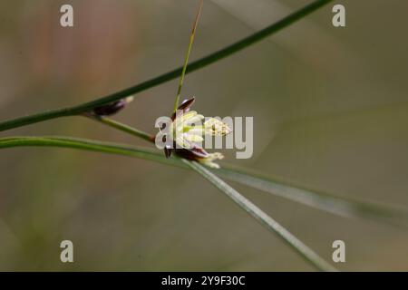 Juncus trifidus - ist eine blühende Pflanze aus der Familie der Juncaceae. Juncus trifidus ist eine einzigartige Pflanze des Karpaten-Hochlands. Stockfoto