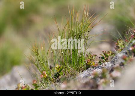 Juncus trifidus - ist eine blühende Pflanze aus der Familie der Juncaceae. Juncus trifidus ist eine einzigartige Pflanze des Karpaten-Hochlands. Stockfoto