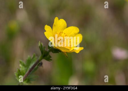 Alpenavens (Geum montanum) ist eine blühende Pflanzenart aus der Familie der Rosaceae. Geum montanum ist eine einzigartige Pflanze des Karpaten-Hochlands. Stockfoto