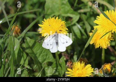 Grün-geädert Weiße Frühlingsbrut - Pieris napi Stockfoto