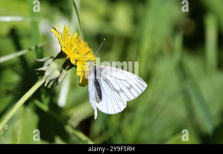 Grün-geädert Weiße Frühlingsbrut - Pieris napi Stockfoto