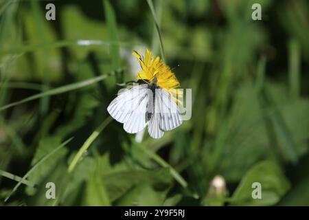 Grün-geädert Weiße Frühlingsbrut - Pieris napi Stockfoto