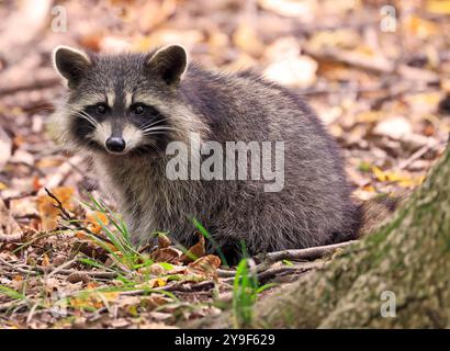 Waschbär Porträt im Wald, Quebec, Kanada Stockfoto