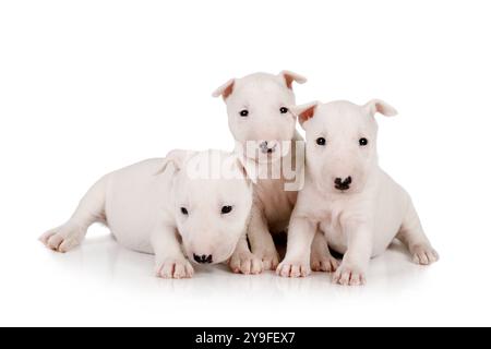 Drei reinrassige weiße Miniatur-Bullterrier-Welpen liegen auf weißem Hintergrund Stockfoto