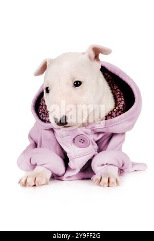 Der niedliche Miniatur-Bullterrier trägt eine Jacke auf weißem Hintergrund Stockfoto