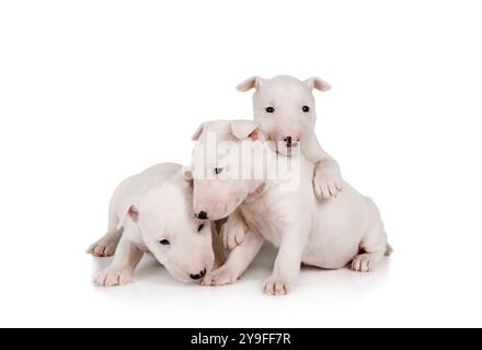 Drei entzückende weiße Miniatur-Bullterrier-Welpen liegen auf weißem Hintergrund Stockfoto