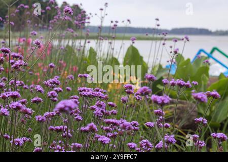 Violettes Blumenfeld in der Region auf Wasserhintergrund Stockfoto