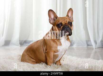 Süße französische Bulldogge, die auf einem Pelzteppich auf dem Wohnzimmerboden sitzt Stockfoto