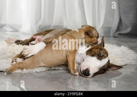 Miniatur-Bullterrier-Mutter mit einem Welpen, der auf einem Pelzteppich im Wohnzimmer liegt Stockfoto
