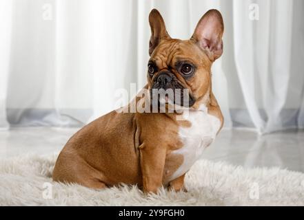 Niedlicher französischer Bulldogenrassen-Hund, der auf einem Pelzteppich auf dem Wohnzimmerboden sitzt Stockfoto