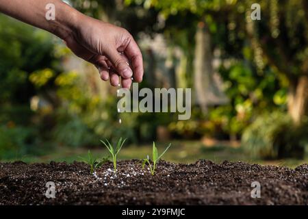Landwirt, der jungen Keimlingspflanzen Granulatdünger gibt. Stockfoto