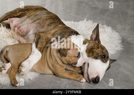 Miniatur-Bullterrier-Mutter umarmt ihren Welpen, der auf einem Pelzteppich auf dem Boden liegt Stockfoto