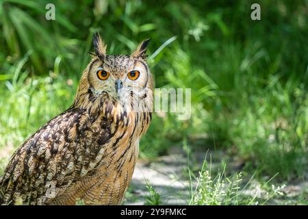 Detailliertes Porträt mit einer eurasischen Uhu (Bubo bubo) auf grünem, unscharfem Hintergrund. Stockfoto
