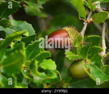 Eicheln Reifen in einer portugiesischen Eiche - Quercus faginea. Herbst. Oeiras, Portugal. Stockfoto