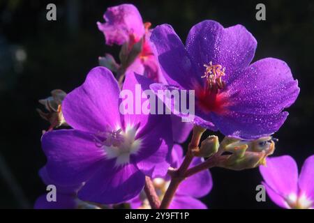 Set aus bunten Blumen mit verschiedenen lila-, lila- und roten Tibouchina heteromalla-Tönen. Stockfoto