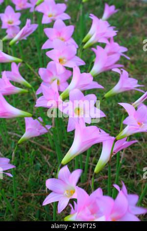 Set rosafarbener Blüten der Art Zephyranthes robusta aus der Familie der Amaryllidaceae auf einem Rasen. Stockfoto