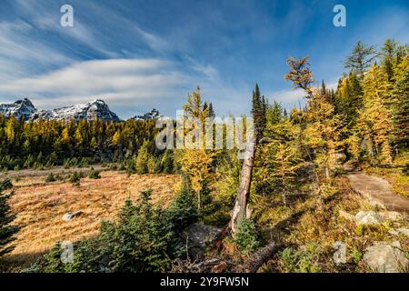 Wunderschöne herbstliche Ausblicke am Sentinal Pass, Larch Valley im September mit leichtem Schnee über die unglaubliche Landschaft im Norden Kanadas, Stockfoto