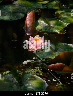 Das Bild zeigt eine ruhige rosa Teichlilie als Herzstück, die anmutig auf der ruhigen Oberfläche eines Teichs schwebt. Seine zarten Blütenblätter sind eine weiche Paste Stockfoto