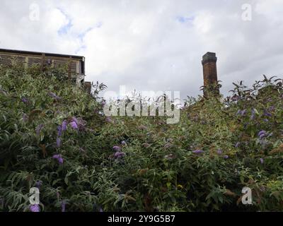 Verfallene Brauerei hinter bewachsener Vegetation, West Midlands, Großbritannien Stockfoto