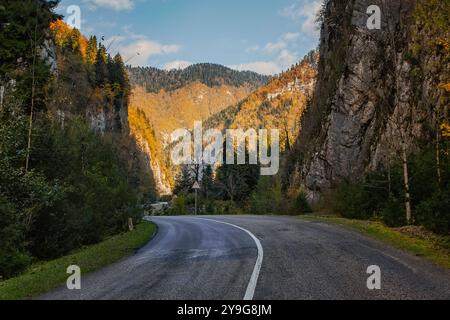 Leere Straße schlängelt sich durch eine Panorama-Berglandschaft mit goldenen Herbstbäumen. Eine kurvige Straße entlang der Schlucht im Herbst. Stockfoto