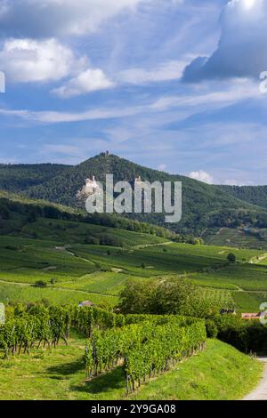 Weinberg mit Katzenruinen Chateau de Saint-Ulrich, Chateau du Girsberg und Chateau du Haut-Ribeaupierre bei Ribeauville, Elsass, Frankreich Stockfoto