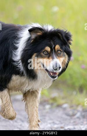 Ein großer Hund, der auf der Flucht gefangen wurde Stockfoto