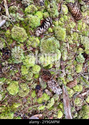 Fotos von Details aus der Nähe des Waldes an einem Sommertag: Die lebendigen Grüns, die sonnendurchfluteten Blätter und die komplizierten Strukturen der Schönheit der Natur Stockfoto