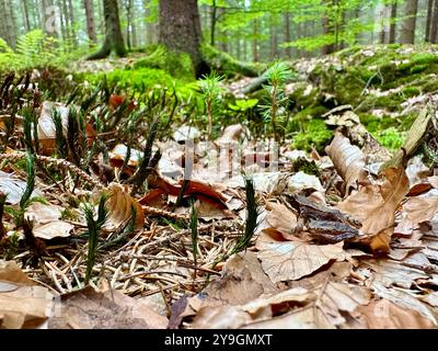 Fotos von Details aus der Nähe des Waldes an einem Sommertag: Die lebendigen Grüns, die sonnendurchfluteten Blätter und die komplizierten Strukturen der Schönheit der Natur Stockfoto