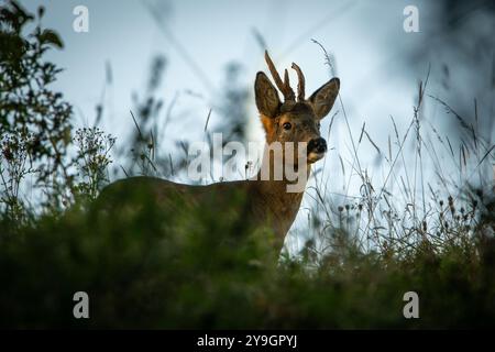 Rehbock im Wald von lancashire Stockfoto
