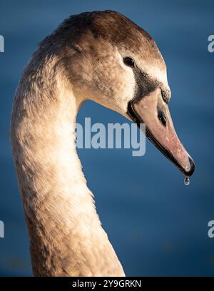 cygnet Porträt leeds liverpool Canal lancashire Stockfoto