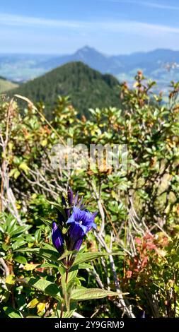 Gentiana asclepiadea (Weidenenzian) in den Allgäuer Alpen mit Sträuchern und Bergen im Hintergrund Stockfoto