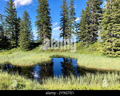 Ein Hochmoor auf dem Berg Wannenkopf im Allgäu, Bayern Stockfoto