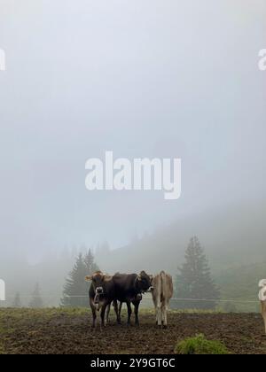 Drei Kühe stehen auf einer Wiese in den deutschen Alpen in einer Wolke/im Nebel Stockfoto