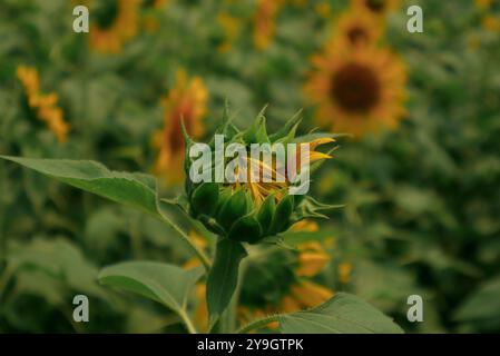 Sonnenblumen – die Natur erinnert daran, immer auf die helle Seite zu schauen Stockfoto